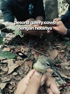 Burcil #mikatburung #sepahraja #konin #sogon #fypシ゚viral 