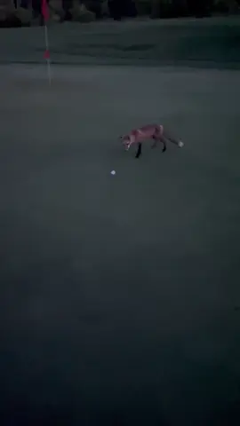 My dad made a freind #fyp #fox #golf 