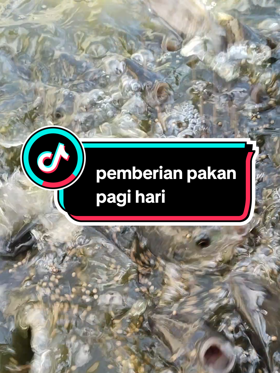 Rutinitas Pemberian pakan pagi hari 