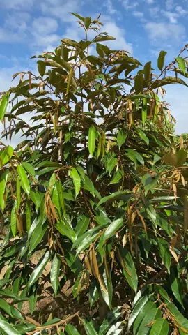 Em Mới Tập Làm . Mong Được Mấy Anh Chị Chỉ Giáo Thêm Ạ #saurieng #lamvuon #nongdan #nongnghiep #xuhuong 