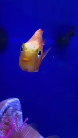 fish are friends :) 