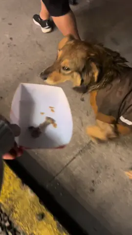 #kfc #fino #dog #foryou #paratii una ofenza para firulais