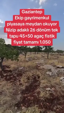 #gaziantepprovince #kesvet #nizip #kesvet Nizip adaklı köyü acil satılık tek tapu bölgede daha uygunu yok acil satılık fiyat tamamı 1.050.000