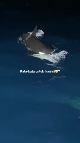 #ORCA😬seumur hidup saya baru liht secara langsung ikan ini ternyata besar sekali iya#kontenpelautmudabugissinjai#fypppppppppppppppppppppppdooonnnngggggg 
