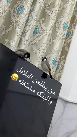 #البنكه البنكه البنكه #شباحو #بلابل_بغداد_علوازي #تغريد_بلبل #بلابل_مندلي 