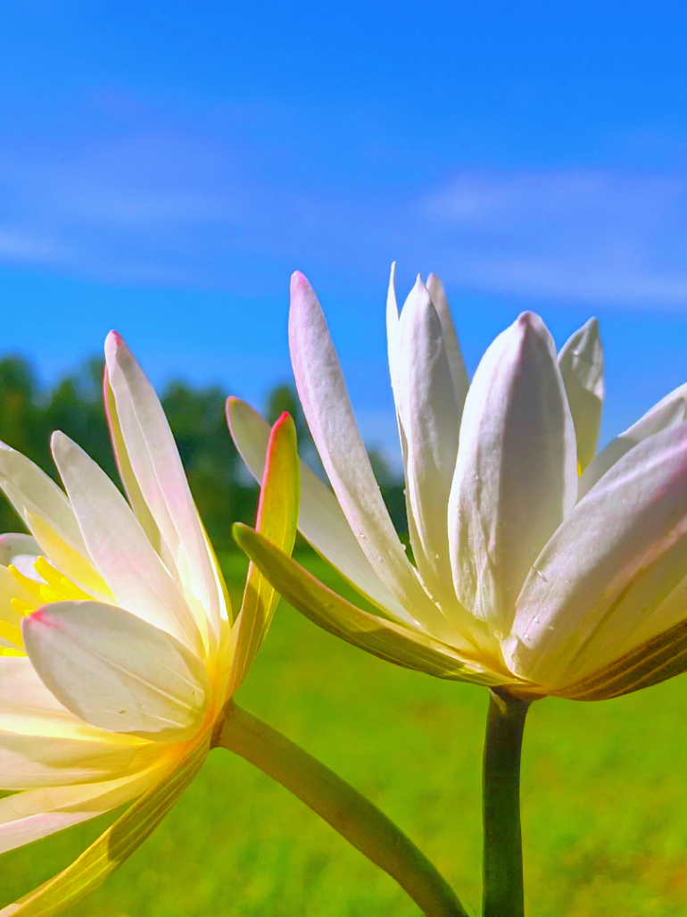 feel this song +Lotus flower view 🌷🍃  