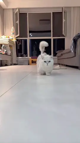 Chân ngắn đáng eo 😍#petcat #thucung #meow #meoworyy #socutecat #cat #meoxinh 