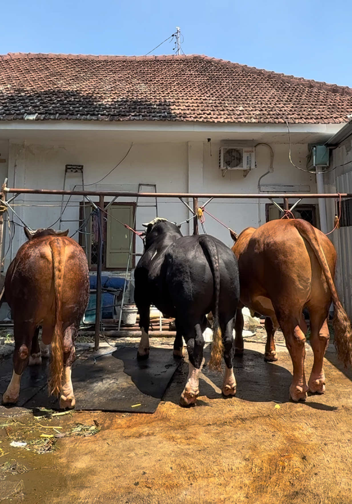 Gitu ya jendral 👌🏻🤘🤝🐂#carakafarmindonesia #sapi1tonup #sapijumbo #simental #belgianblue 