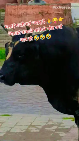 funny 🤣🤣👉 कथाले मागेको 🤣🤣🤣👍#viral #trending #foryou #fyp #keshab_11 
