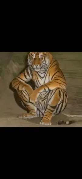 #funny #meme #haihuoc #wtf #tiger