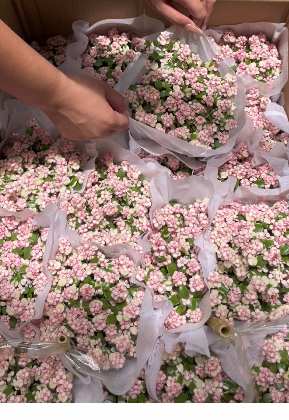 Giòn tan tiếng sấu, nồng nàn hương cốm – còn Đô La thì rì rào như lời thì thầm may mắn🍂 Một góc ngõ, một chậu Đô La – đủ để thu này thêm dịu dàng 🍂 #ZerõGarden #CâyĐôLa #VườnÕ #MùaThuHàNội