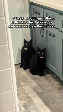 Their flabbers were ghasted. Part 2 of my weird kitties not understanding the shower #pets #cats #blackcat #fyp 