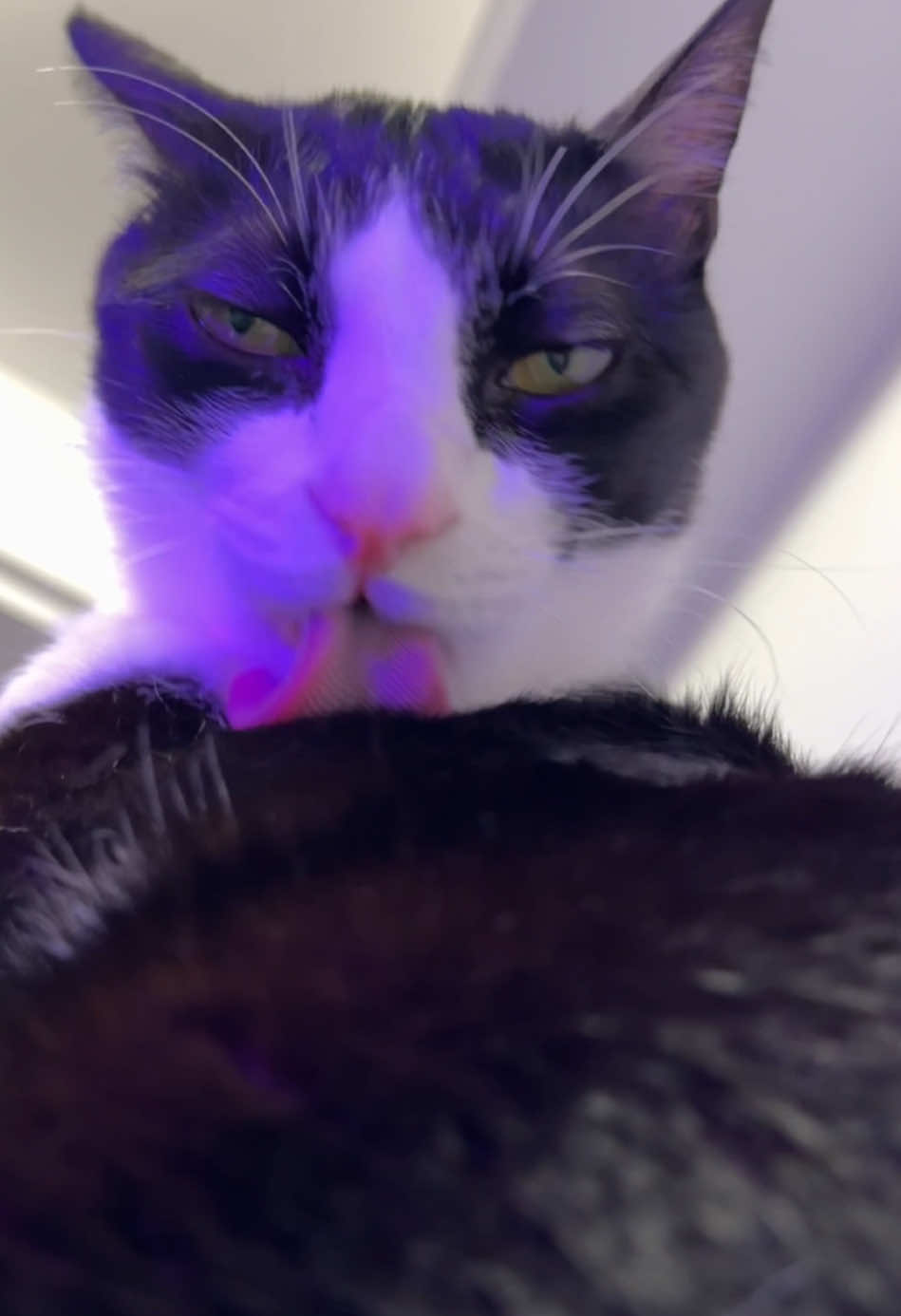 sexy cat～#fyp#LickingCat#lickingcat#pettok#FunnyPet#cuteanimalsoftiktok#sex #cat #sexyy#cats #catlover