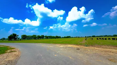 #میرا_سہنا_پنڈ_بلندی_اوتاڑ_ضلع_قصور🌾🍃❤️🌅🌴🍂 #danishmayo1 #danishmayo 