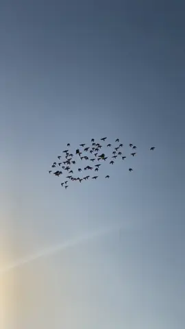 #عشاق #الحمر 