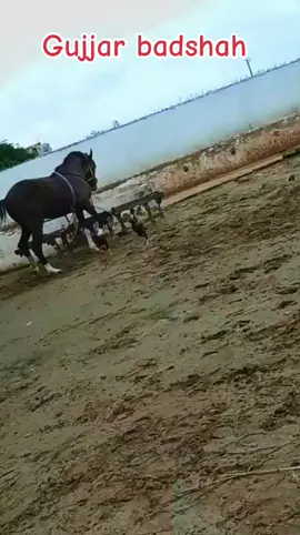 Gujjar badshah chak pirana USA Ala 🎠🧲❤️🐎🤲🎠🧲❤️🐎🤲🎠🧲❤️