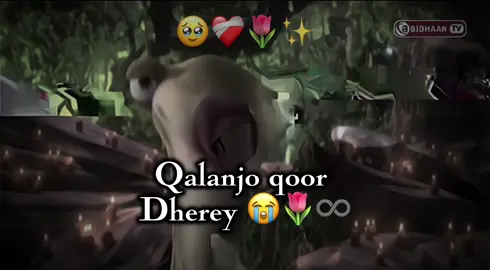 Qalanjo qoor Dherey ✨🌷😂♾️#fypp #views #foryou #✨💗💗💗💗💗💗 ❤️🫂♾️✨#fppppppppppppppppppp 
