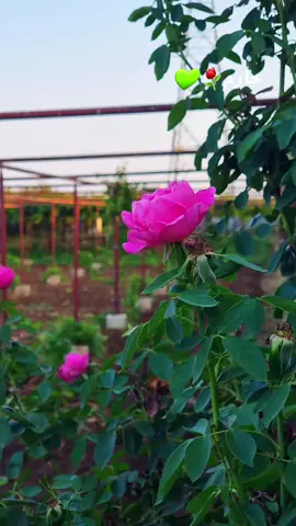 حارم ⚘️💚 #ابووطن_حارم 