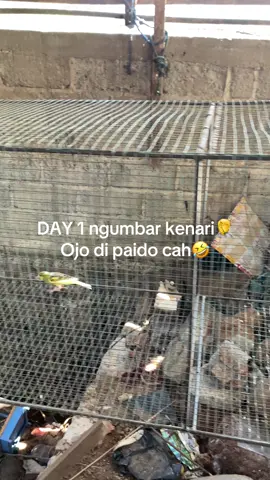 Kenariku malah maraton Ki piye cah🤦.             #kenarimania  #kenariindonesia 