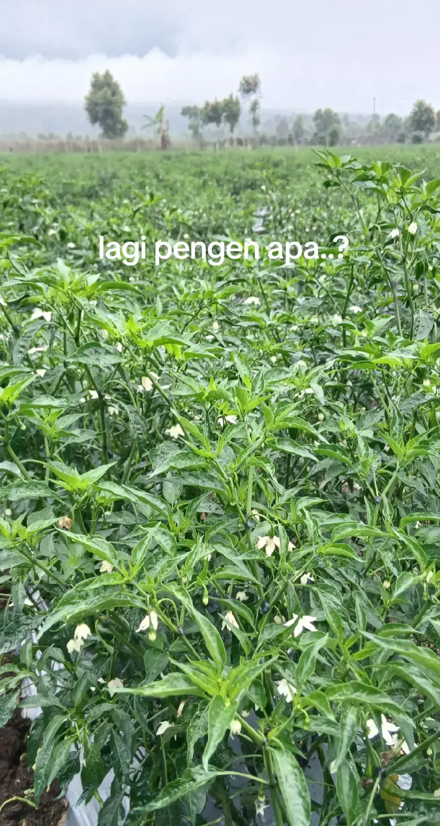 #fyp #cmk #cabebalap🌶️🌶️ #petanimuda #petaniindonesia🇮🇩🇮🇩🇮🇩🌿🌿 