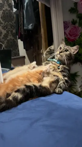 maminya kebanyakan gaya sih 😭 #kucinglucu #kucingtiktok #kucingoren #catlovers #foryoupage 