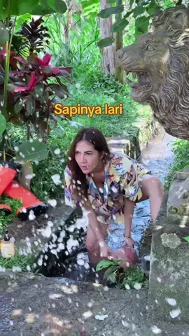 Kalian punya sapi brpa..?