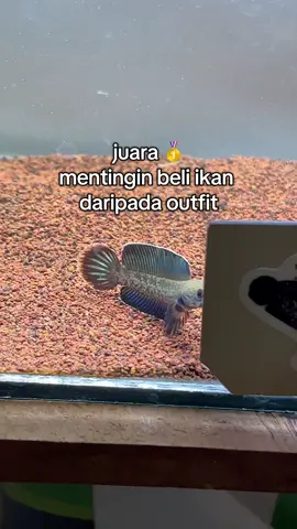 🤪 #hobilakilaki #febfish #channaindonesia 