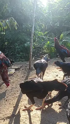 #ayam