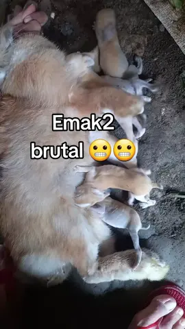 Lahir 6 ekor. ibu menyusui, mood'nya lg tidak baik 😬😬 #anakkelinci #kelincilucu #fyppppppppppppppppppppppp 