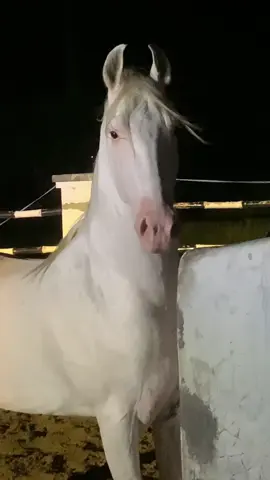 #foryou #foryoupage #horselover706 #maliksabarawan #mshameerkhan706 M.Shameer Khan Da Malkiti Gora:-SharyAli🐴❤️