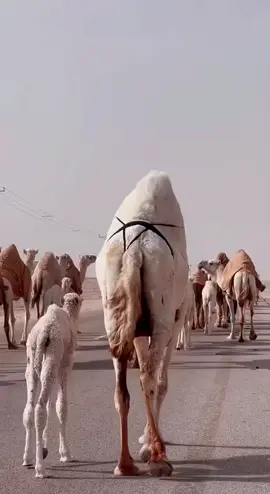 #شايش #الابل_عطايا_الله_عشاق_البداوة_🐪😍 #الابل_عظام_المال_ #عطايا_الله🐪 #الوضح