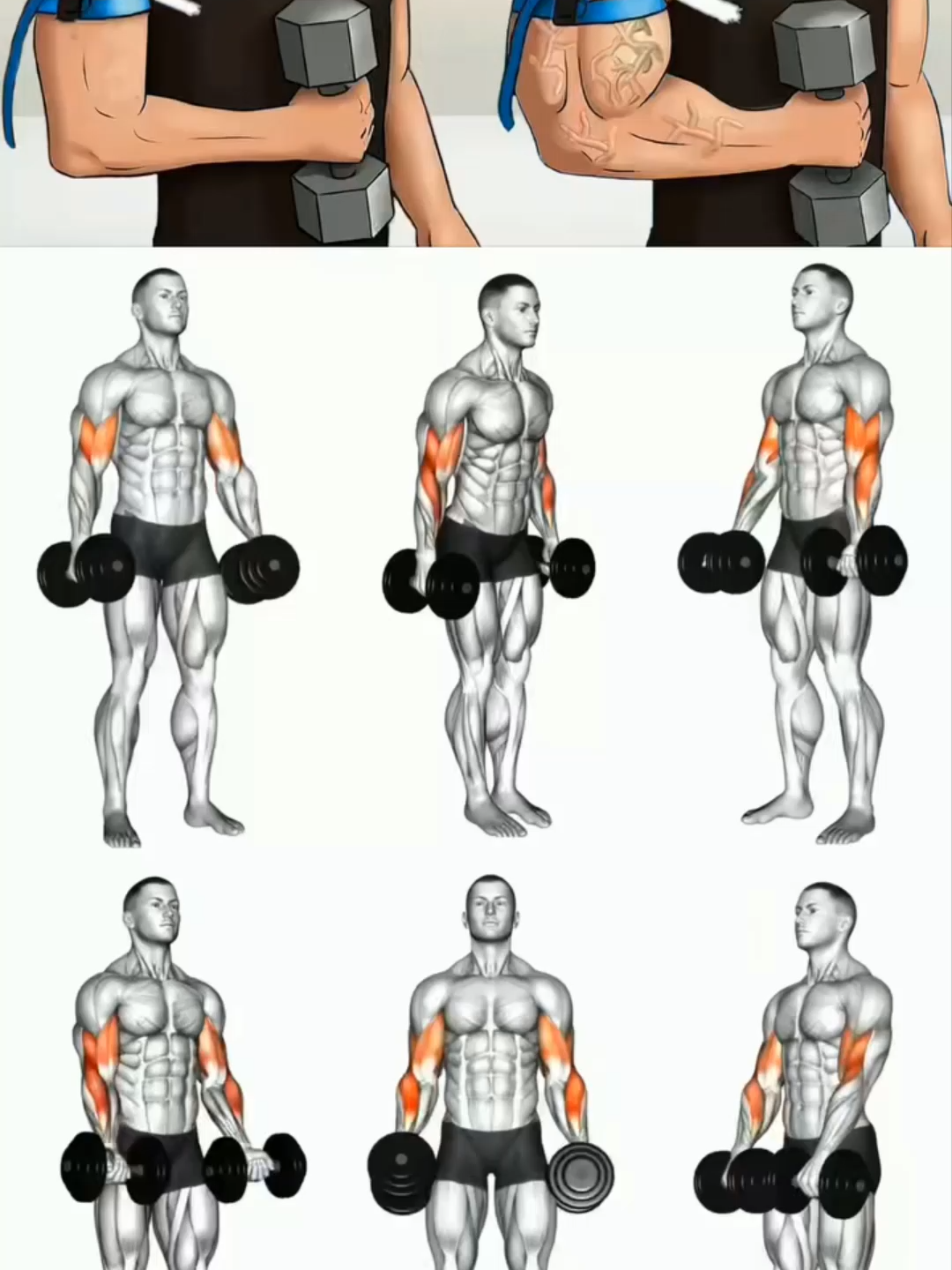 Dumbbell Biceps Workout 💪 #GymTok #muscle #exercise #Fitness #workout #workoutroutine #workouttips #fit #fitnesstips #Biceps #Bicepworkout