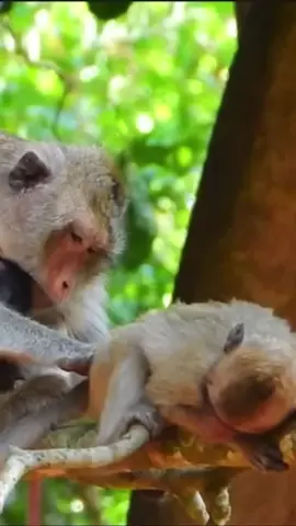 Cute Luno, Lily baby monkey life with mom care well 53 #monkey #animals #wildlife #wildanimals #wildmonkey #babymonkey #newbornmonkey #baby #pet #Video #cutemonkey 575 (5)