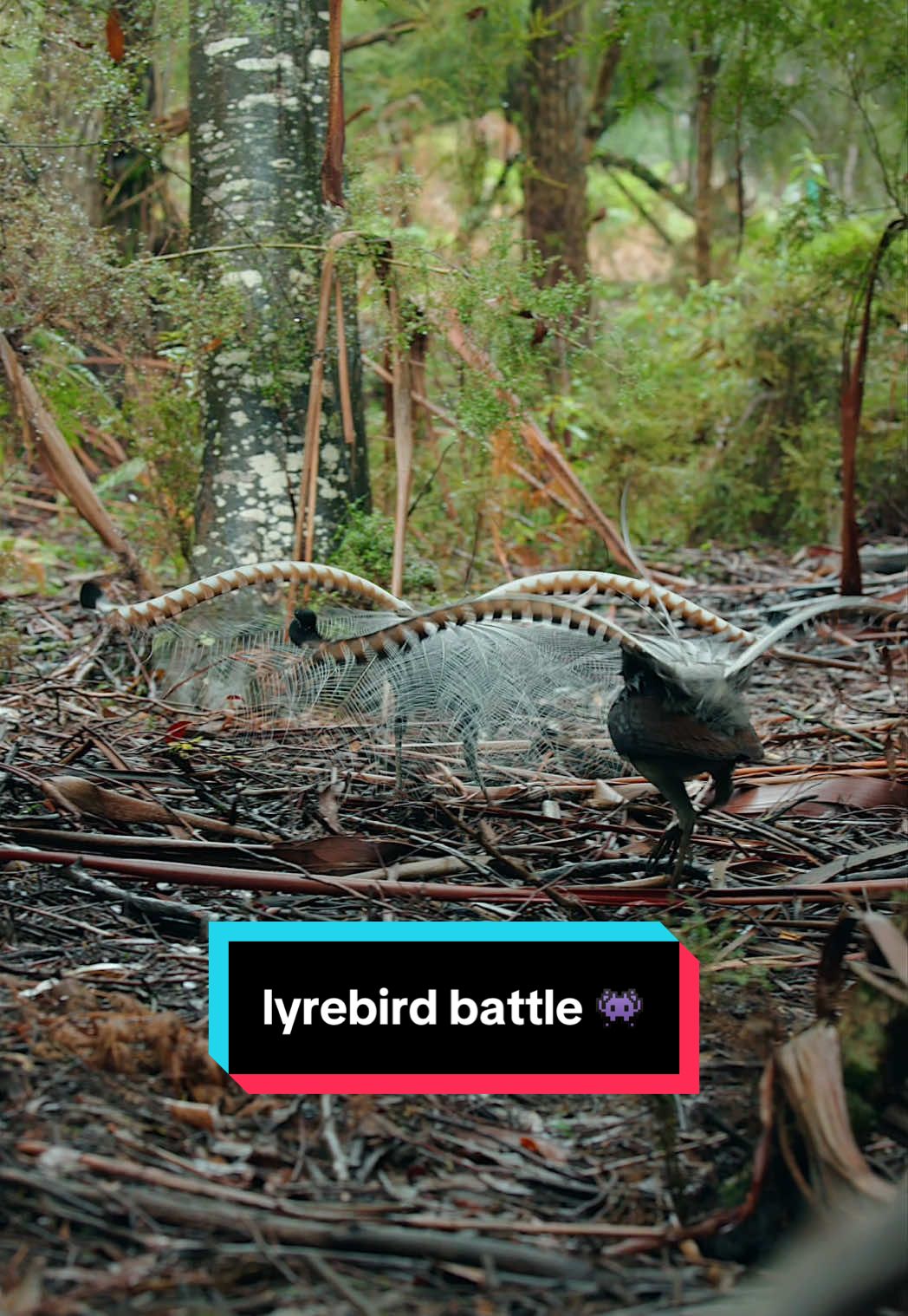 Forgot to post this crazy encounter a few months ago. I was sitting right between where these two males ended up performing. I don’t think they liked that they were being interrupted by each other so eventually they launched into battle mode 😂 #lyrebird #wildlife #australia #birdphotography 
