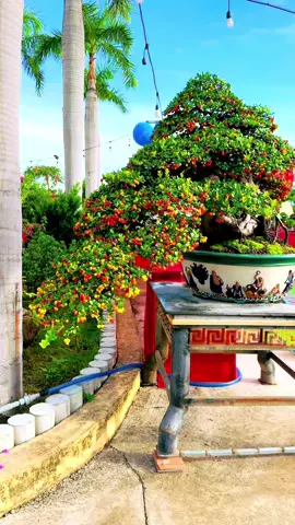 #Hải châu