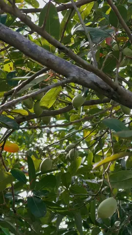 Hồn quê… là mùi lúa thơm của ruộng đồng, là tiếng gà gáy giữa trưa yên bình, là màu xanh mát mắt của lá, màu vàng no tròn của trái chín. Nhưng hơn hết, hồn quê là sự chất phác, hiền lành trong từng con người — giản dị mà sâu nặng, bình dị mà khắc khoải, khiến ai đi xa cũng chẳng thể nào nguôi nhớ. 🌾 #mienque #mientay #chualanh #binhyen #ruonglua 