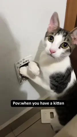#funnyvideos #fypシ #cat 