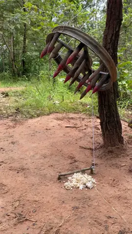 Best Quick Powerful Wild Pig Trap Make By Small Woods #shortvideo #wildpig #WildboarTrapping