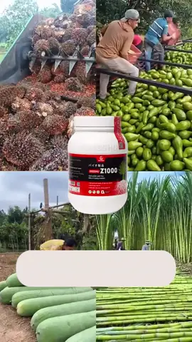 Toko ini sedang didukung oleh TikTok Shop, diskon 50% untuk seluruh toko, dan gratis ongkir ke beberapa wilayah. #Dasshuz1000