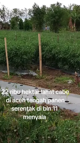 22ribuk hektar cabe Aceh siap melayani sluruh pasar  #fyp #cabaimerahkeriting #aceh 