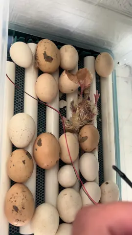Incubator for eggs #incubator #automatic #foryou #foreveryone 