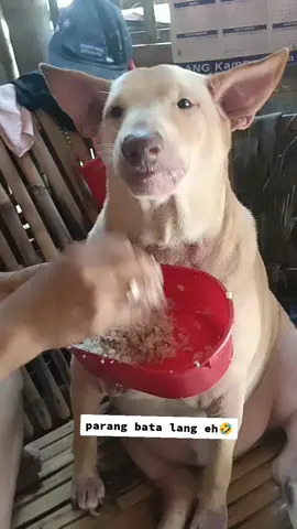 parang bata lang subuan eh🤣 #fyp #foryoupage #dog #ctto  #funnyvideo 