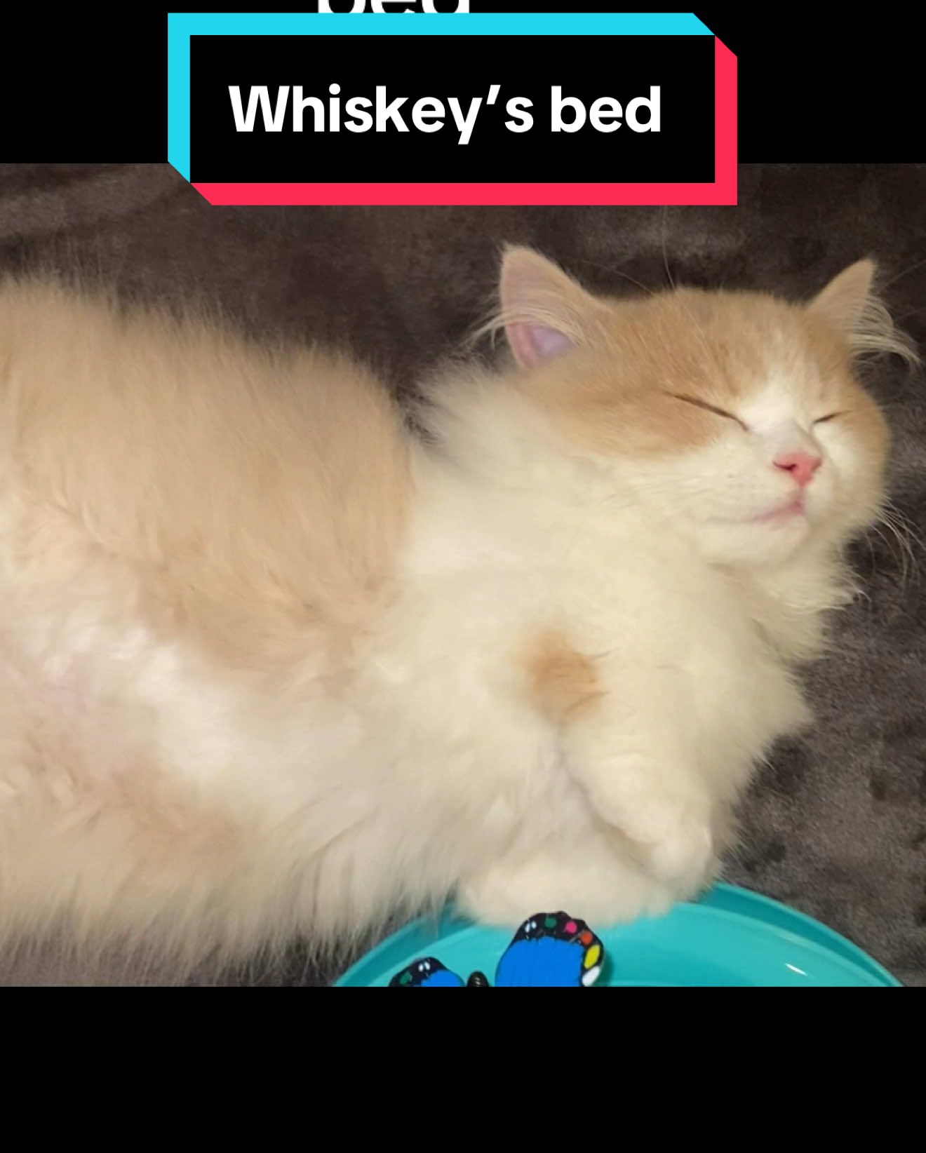 If I’m lucky he lets me on the bed #fyp #kitten #catsoftiktok #cute #trending 