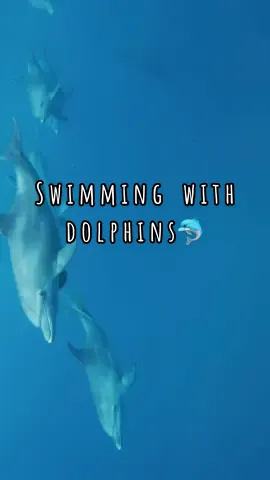 When our dream came true🐬🐬🥹 #dolphins #zanzibar #jump #couplegoals @Laszlo Horvath 