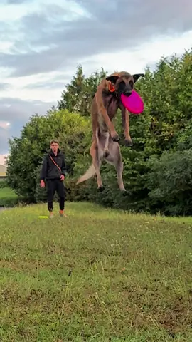 Texas 🦘 #malinois #dog 