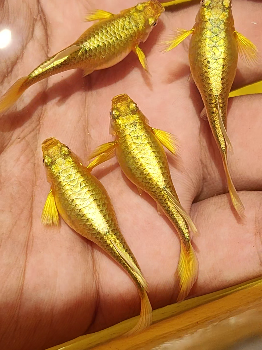 Salah satu keuntungan dengan sistem peternakan full outdoor tanpa filter dan aerator, warna ikan lebih pekat dan fisik ikan lebih kuat dalam menghadapi kenyataan hidup.  #fyp #guppyemas #guppyviral #darrenfarm 