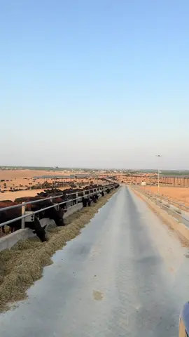 Sayı tahmini alalım ? 🐄#şanlıurfa #ceylanpınar #