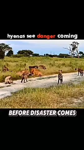 Before Disaster come 🦁☠️💀🦁🦁 #foryou #lions #kenya #scarface #foryoupage❤️❤️ 