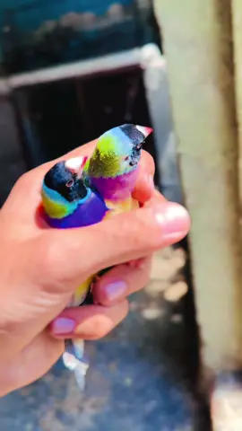 Gouldian finches available #creatorsearchinsights #birdslovers #PetsOfTikTok #makeitvirаl #1millionaudition 