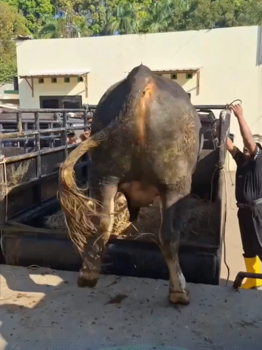 Seekor sapi berukuran jumbo mengamuk usai diturunkan dari mobil pickup. Beruntung sapi tersebut berhasil diamankan kembali. Meski beberapa warung dan sepeda motor turut menjadi korban serudukan sapi tersebut. #radarkudus #radarkudusviral #koranradarkudus